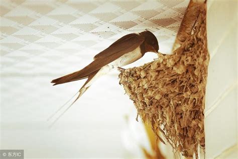 燕子在家裡築巢